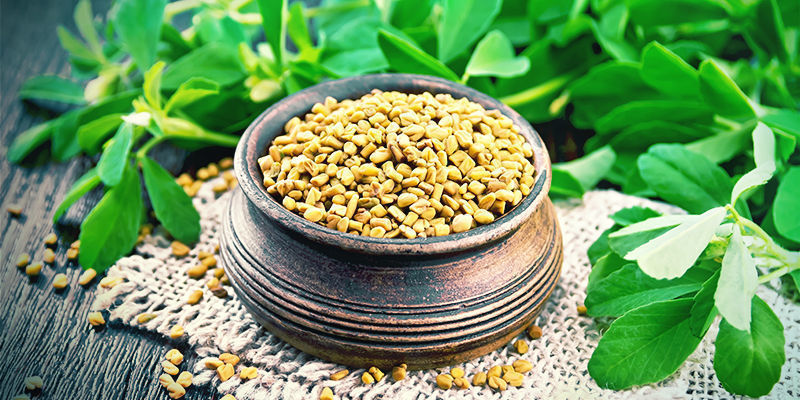 Bukkehorn Fenugreek