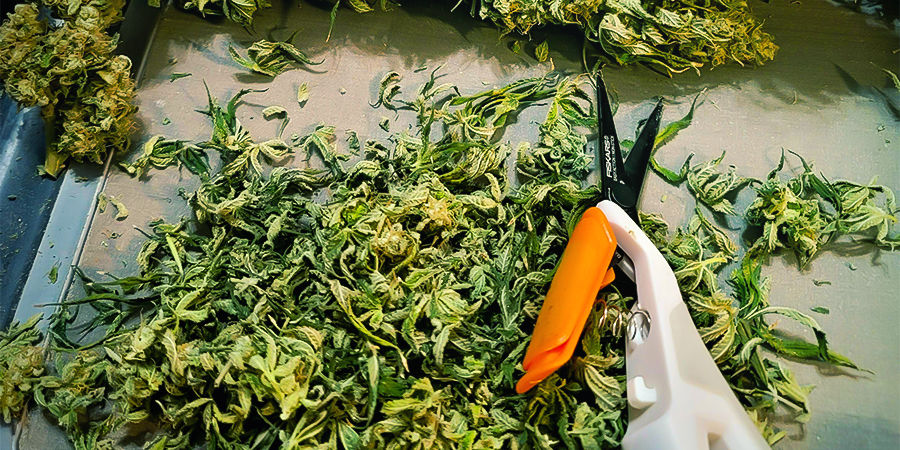 Hvorfor det er vigtigt at rengøre og vedligeholde trimmesakse til cannabis Why It's Important to Clean and Maintain Cannabis Trimming Scissors