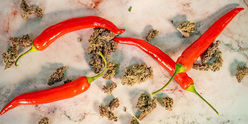 Har cannabisplanter og stærke chilier noget til fælles? Har cannabisplanter og stærke chilier noget til fælles?