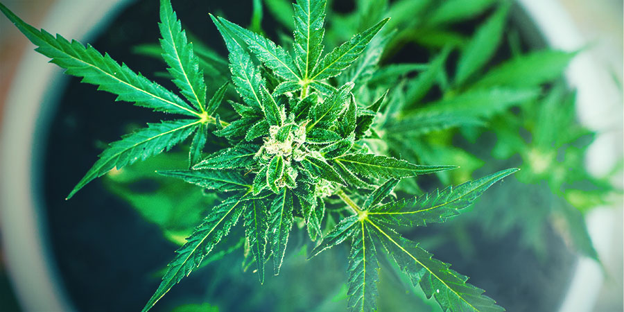 Sativa-sorter Sativa Strains