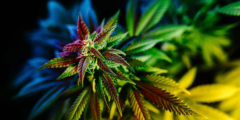 FAQ om cannabis og hallucinationer FAQ om cannabis og hallucinationer