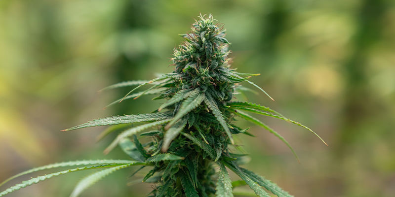 Cannabissorter kendt for intense effekter Cannabissorter kendt for intense effekter