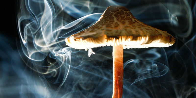 Sådan ryger du shrooms HOW TO SMOKE SHROOMS