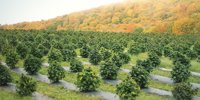 Miljøfaktorer Miljøfaktorer: Skift farven på cannabisblomster