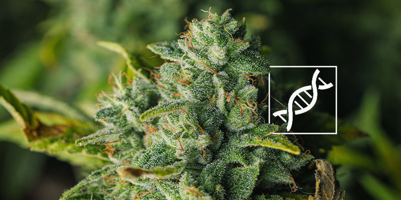 Genetik Genetik: Skift farven på cannabisblomster