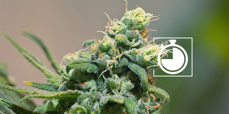 Modenhed Maturity Of Cannabis Buds