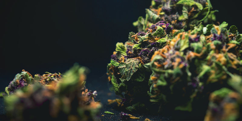 Lilla/blå (anthocyaniner) Purple/Blue (Anthocyanins) Cannabis Buds