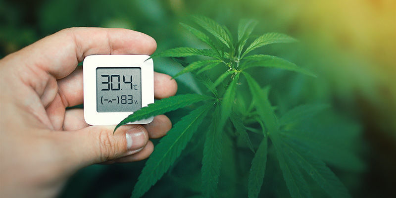 Temperatur Temperatur: Skift farven på cannabisblomster