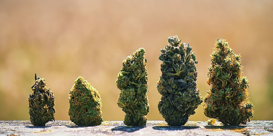 Hvorfor har cannabisblomster forskellige farver? Hvorfor har cannabisblomster forskellige farver?