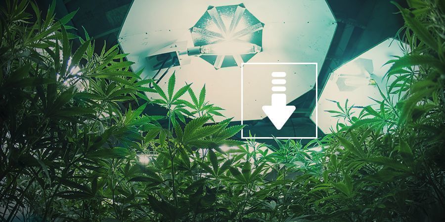Færre timers lys om dagen Cannabis: Fewer Hours Of Light Per Day