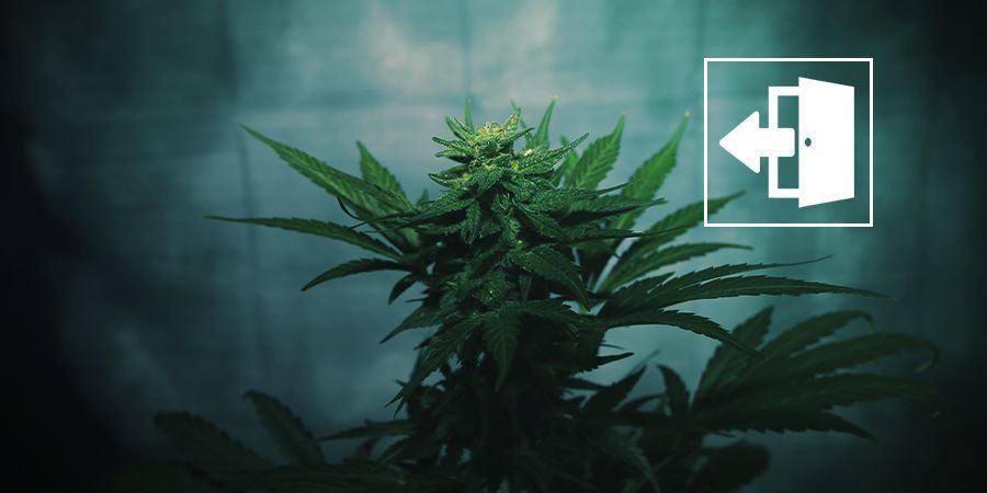 Tvangsblomstring af cannabis udendørs Force-flowering Cannabis Outdoors