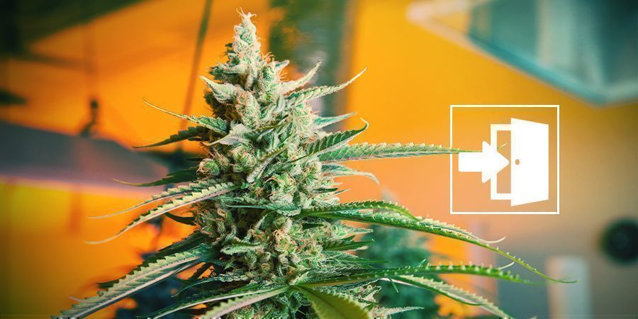 Dyrk cannabis indendørs