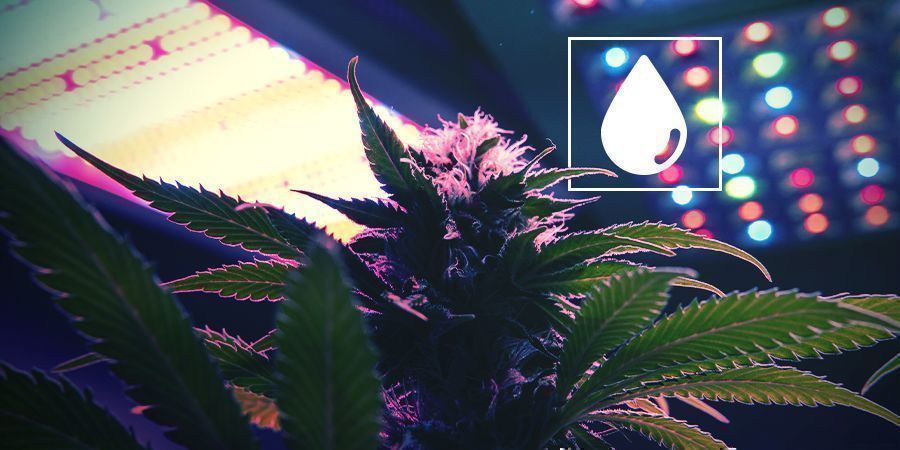 Mere lys i den vegetative fase Mere lys i den vegetative fase