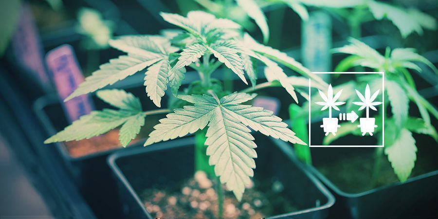 brug cannabis-kloner