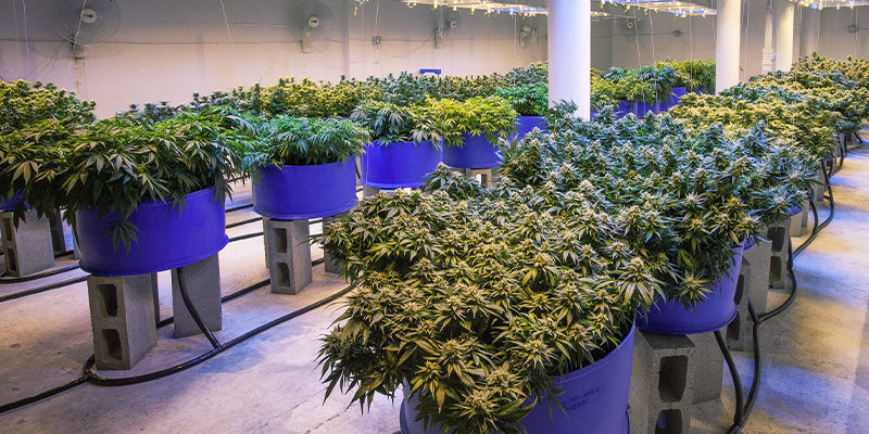 Undgå at cannabisplanter strækker sig: Sørg for god afstand mellem planterne