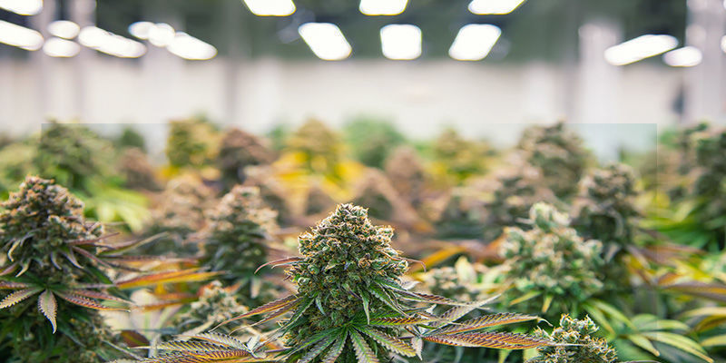 Hvorfor strækker cannabisplanter sig: miljøfaktorer