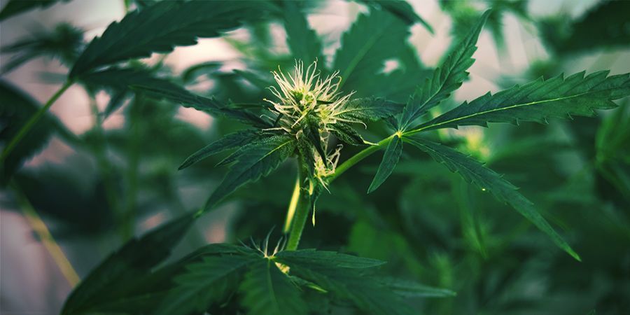 Hvorfor strækker cannabisplanter sig: Stræk i blomstring