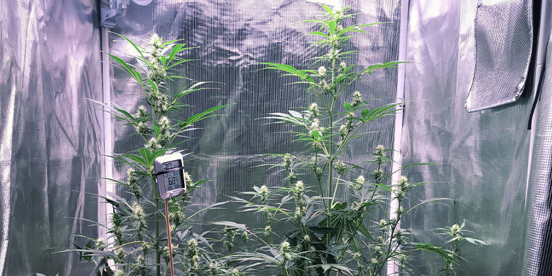 Sådan undgår du, at cannabisplanter strækker sig Sådan undgår du, at cannabisplanter strækker sig