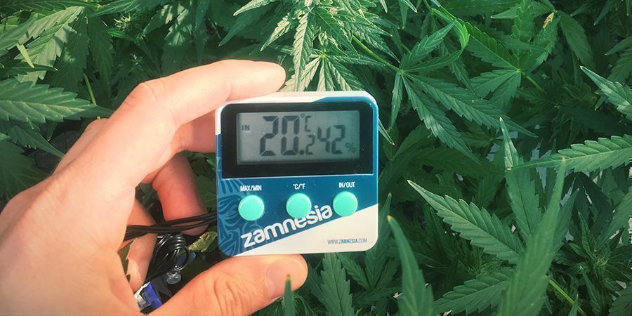 Forebyg at cannabisplanter strækker sig: Hold styr på temperaturen