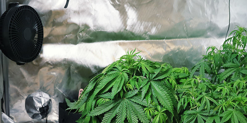 Undgå, at cannabisplanter strækker sig: Sørg for god luftcirkulation