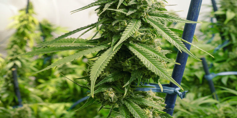 Stokke Fix/Support Stretching Cannabis Plants: Stakes