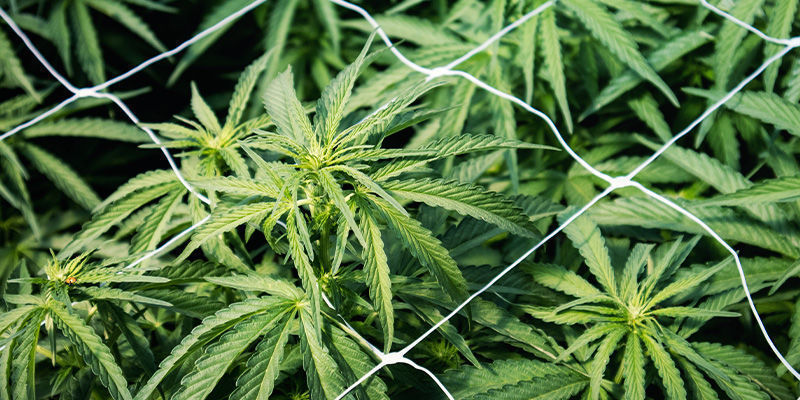 Afhjælp/støt strækkende cannabisplanter: espalier