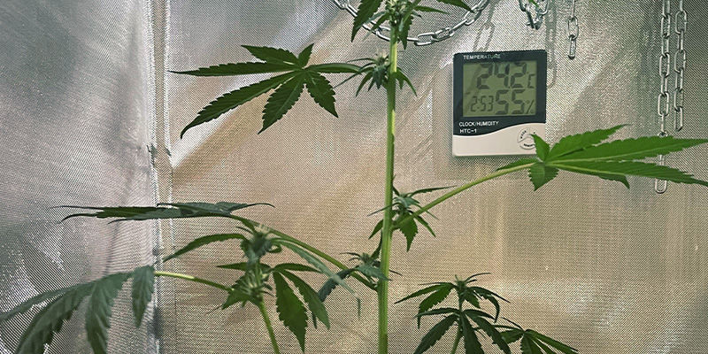 Hvorfor strækkende cannabisplanter er uønskede Why Stretching Cannabis Plants Are Undesirable