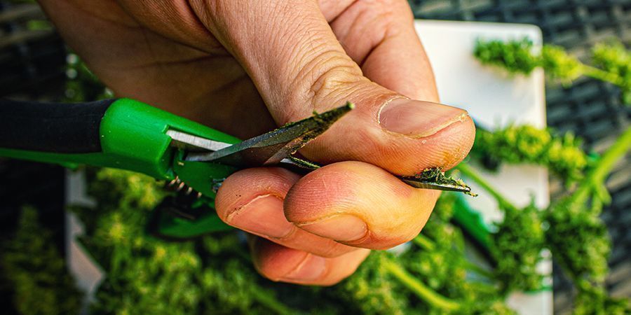 Konklusion Hvad du kan gøre ved klistrede cannabisfingre – konklusion