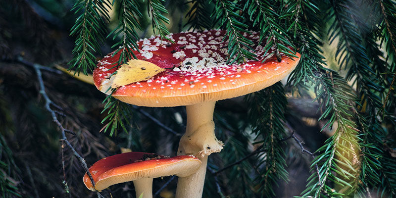 4 måder magiske svampe potentielt kan have påvirket julen 4 ways magic mushrooms have potentially influenced Christmas