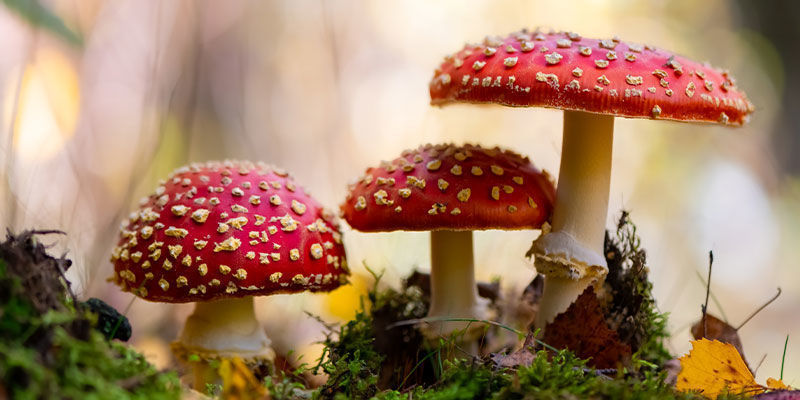 Hvad er Amanita muscaria (rød fluesvamp)? Hvad er Amanita muscaria (rød fluesvamp)?