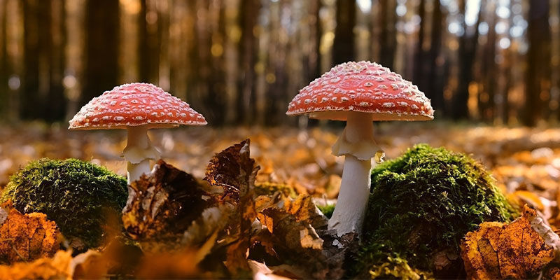 Hvor kan du finde Amanita muscaria? Where can you find Amanita muscaria?