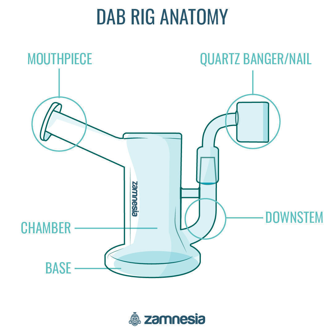 Dab rig anatomi