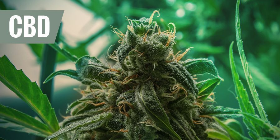 De bedste medicinske CBD-sorter til smertelindring DE BEDSTE MEDICINSKE CBD-SORTER MOD SMERTELINDRING