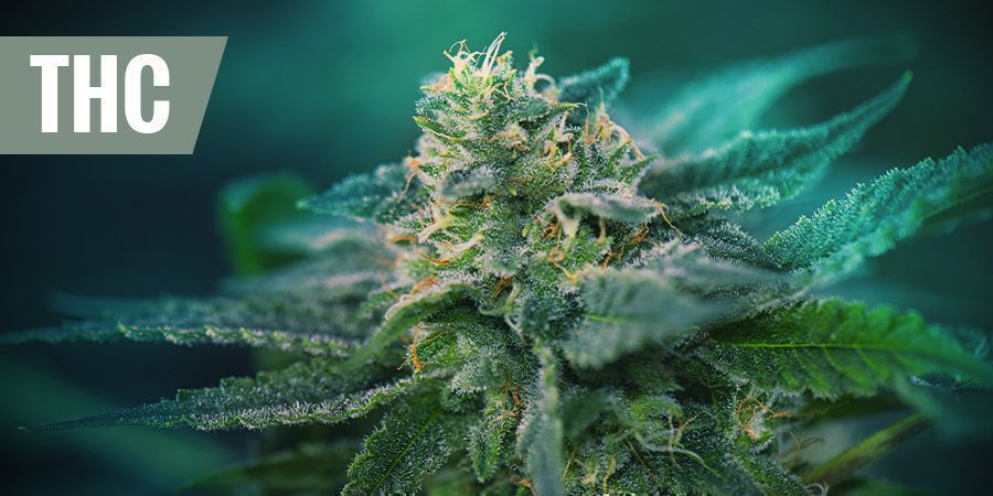 De bedste THC-sorter til smertelindring DE BEDSTE THC-SORTER TIL SMERTELINDRING