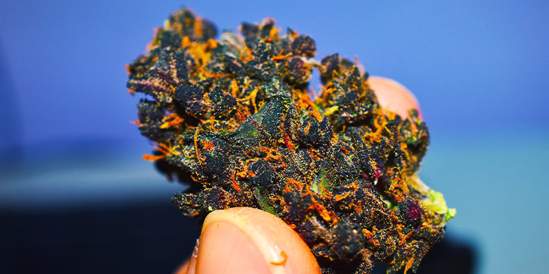 Blomster Purple Cannabis Buds