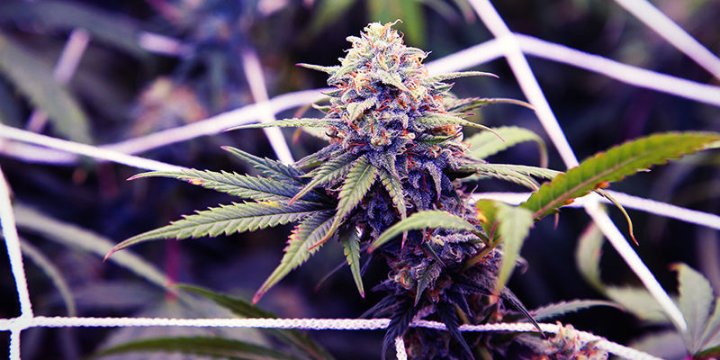 Sådan dyrker du lilla cannabis Sådan dyrker du lilla cannabis