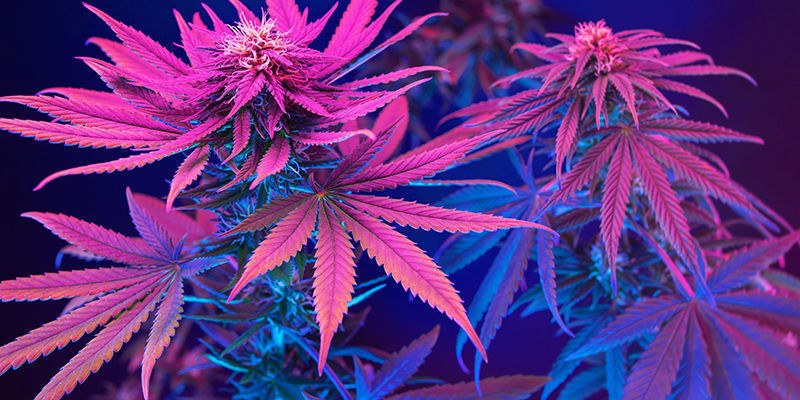 Sådan får du ikke din cannabis til at blive lilla How Not To Turn Your Cannabis Purple