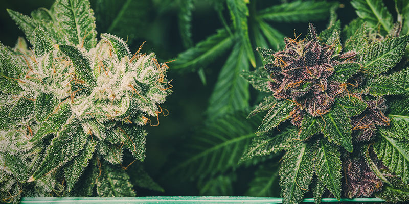 Er lilla cannabis mere potent end grøn cannabis? Er lilla cannabis mere potent end grøn cannabis?