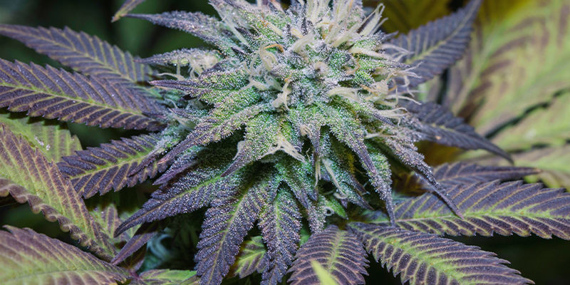 Blade Purple Cannabis Leaves