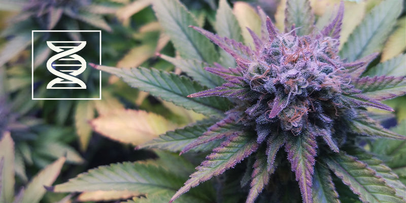 Vælg den rigtige genetik Vælg den rigtige lilla cannabisgenetik