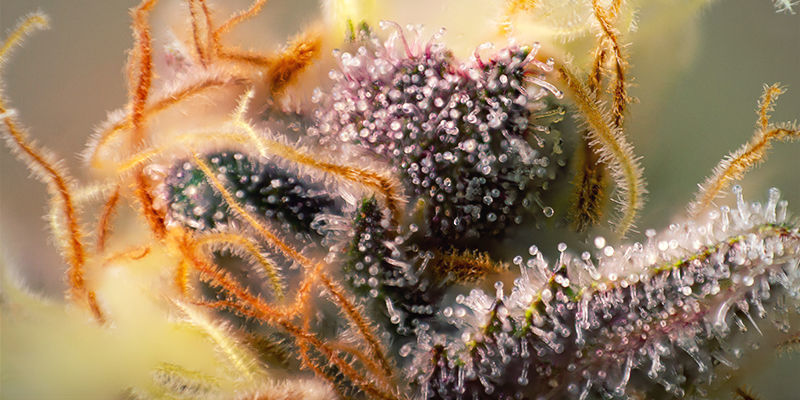Pistils Purple Cannabis Pistils