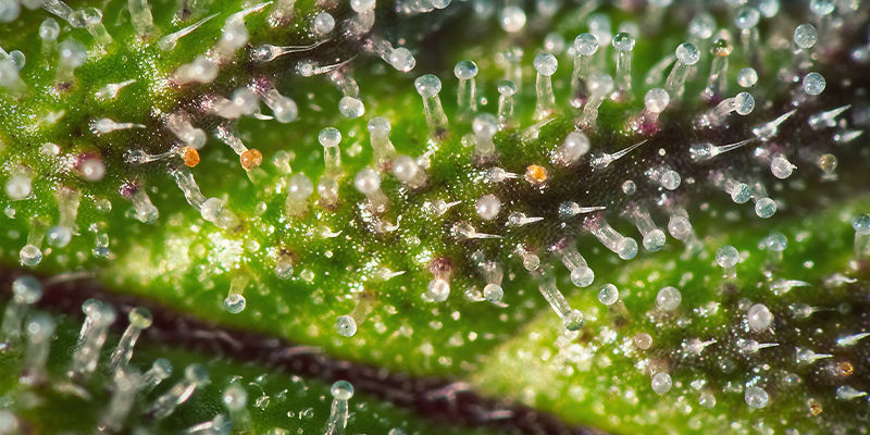 Trichomer Purple Cannabis Trichomes