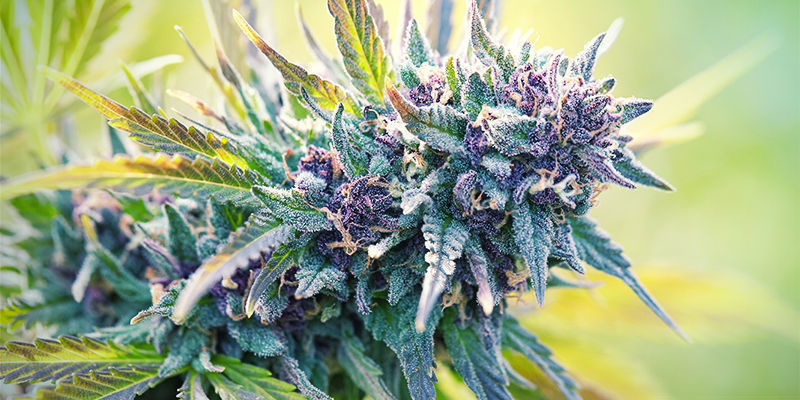 Hvad er lilla cannabis? Hvad er lilla cannabis?