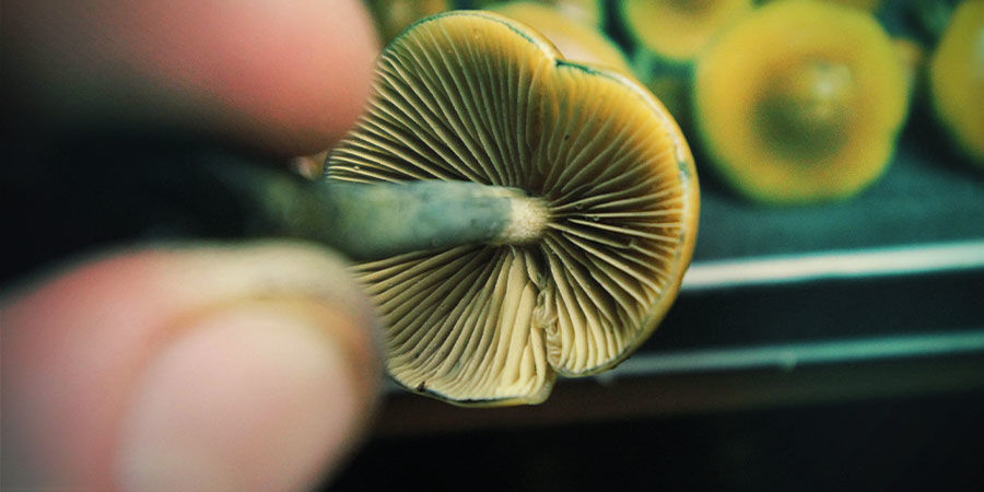 Sådan doserer du Psilocybe azurescens Sådan doserer du Psilocybe azurescens