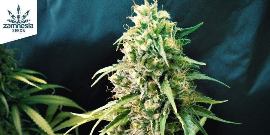 Gelato Gelato