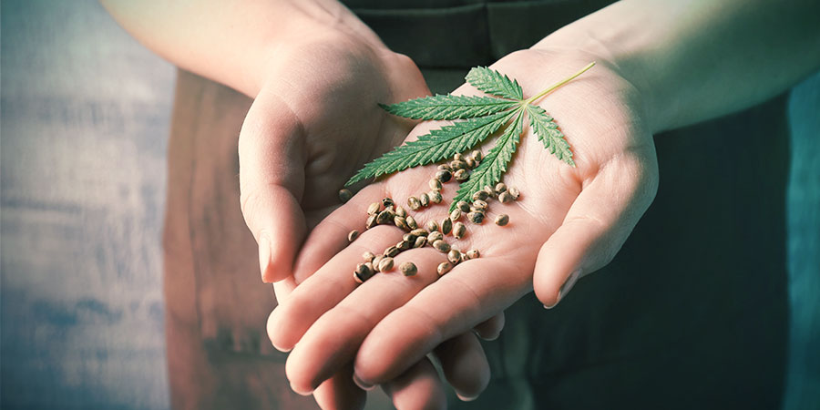 DE BEDSTE CANNABISFRØ