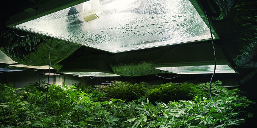 Lys til cannabis