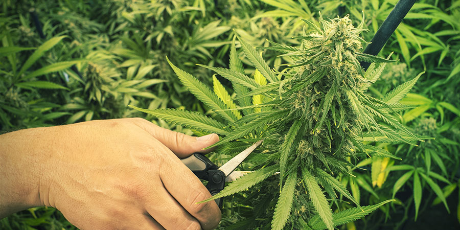BESKÆRING OG TRÆNING AF CANNABIS