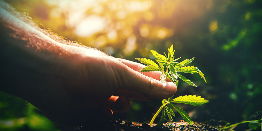 Topping og fimming af cannabis TOPPING AND FIMMING CANNABIS