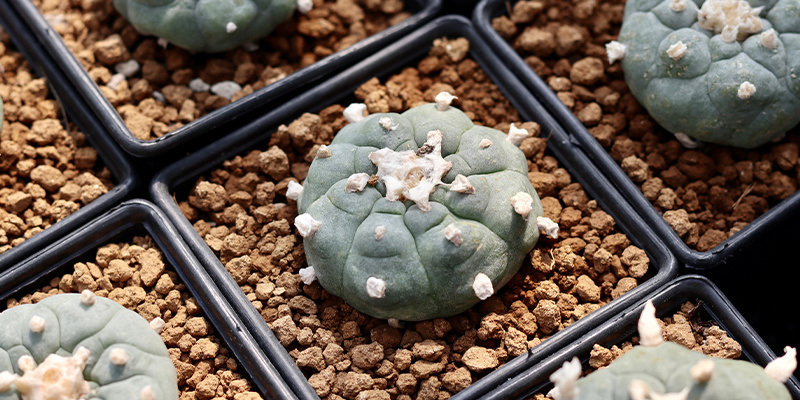 Indeholder Lophophora decipiens mere meskalin end williamsii? Indeholder Lophophora decipiens mere meskalin end williamsii?